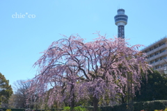 山下公園-149