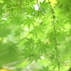 吉祥寺-142