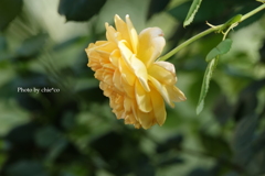 山手イタリア山庭園-005