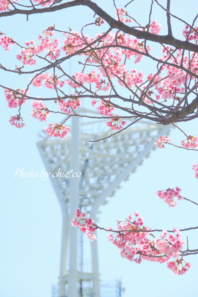 横浜関内の早咲き桜-146
