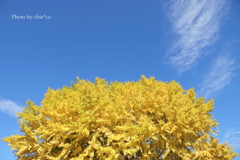 山手イタリア山庭園-158