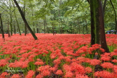 巾着田曼殊沙華公園-019