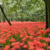 巾着田曼殊沙華公園-019