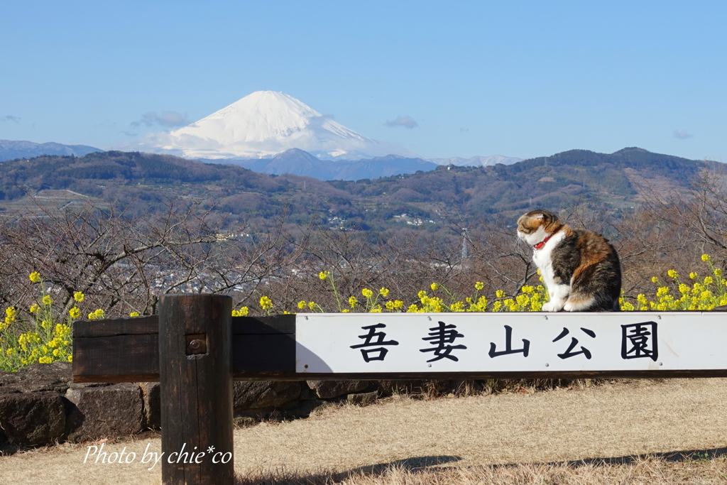 吾妻山公園-142