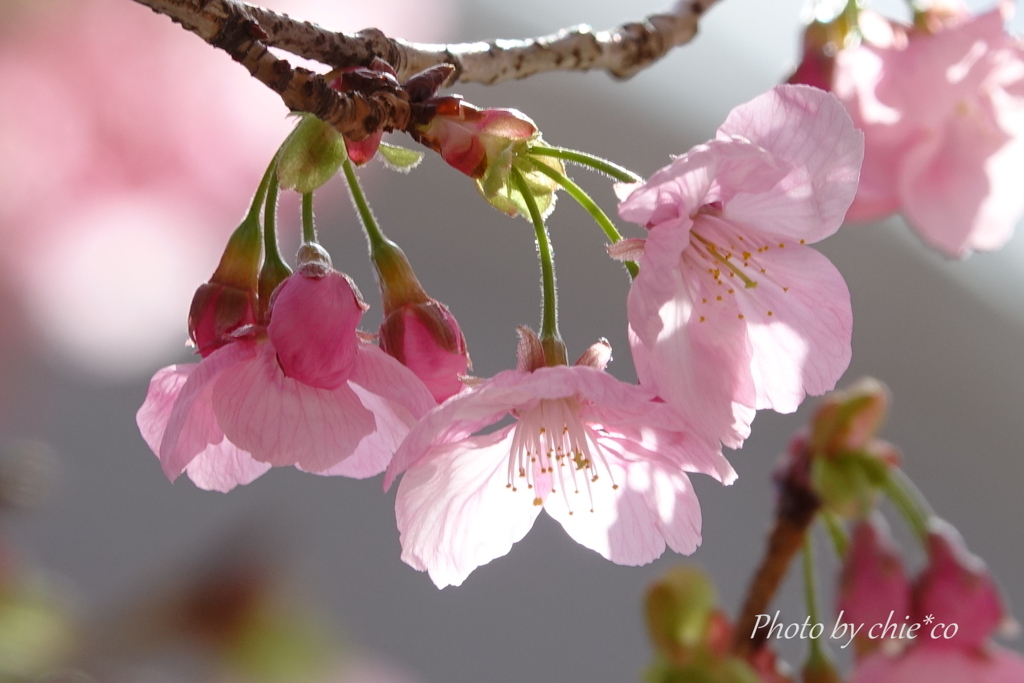 横浜関内の早咲き桜-124