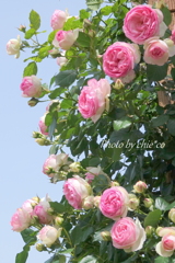 横浜 Rose Week-264