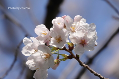 山手公園-034