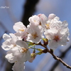 山手公園-034
