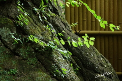 北鎌倉-311