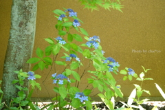 鎌倉-260