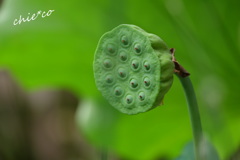 蓮の花托。。