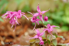 箱根湿生花園-239