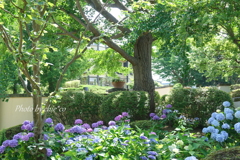 イタリア山庭園-173