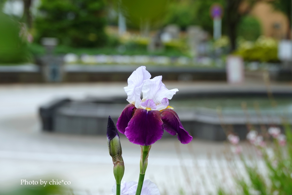 港の見える丘公園-073