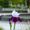 港の見える丘公園-073