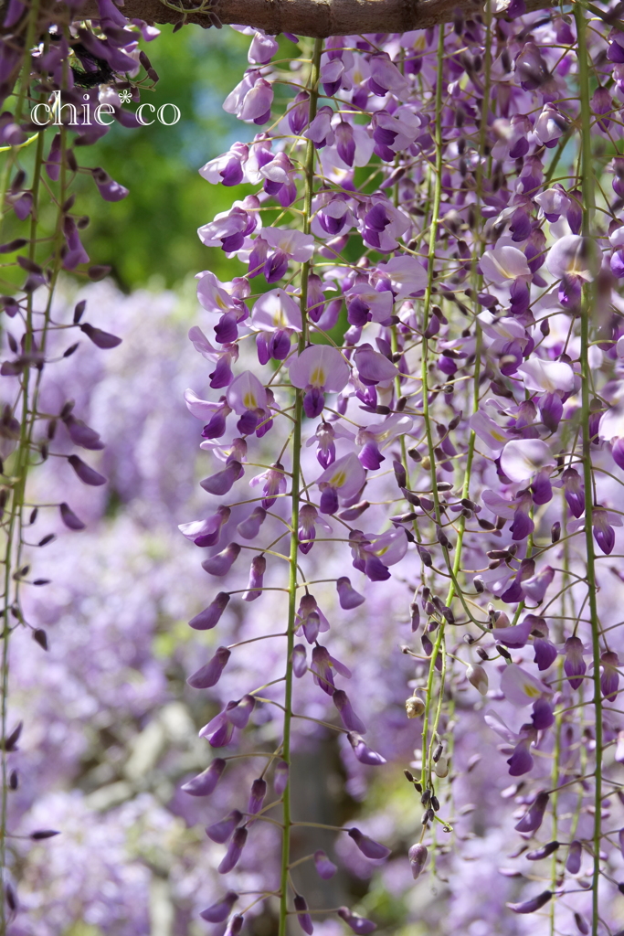 横須賀しょうぶ園-222