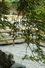 もみじ。。浄性院