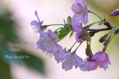 三浦海岸の河津桜-122