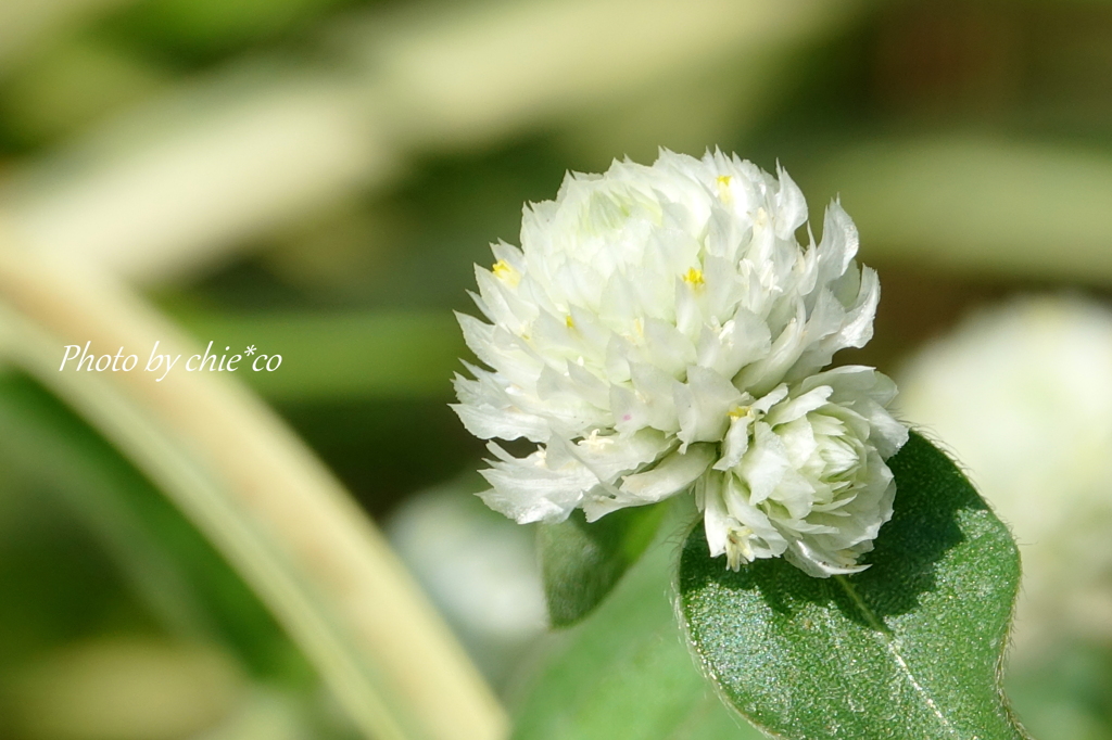 イタリア山庭園-286