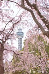 しだれ桜咲く・・山下公園～3