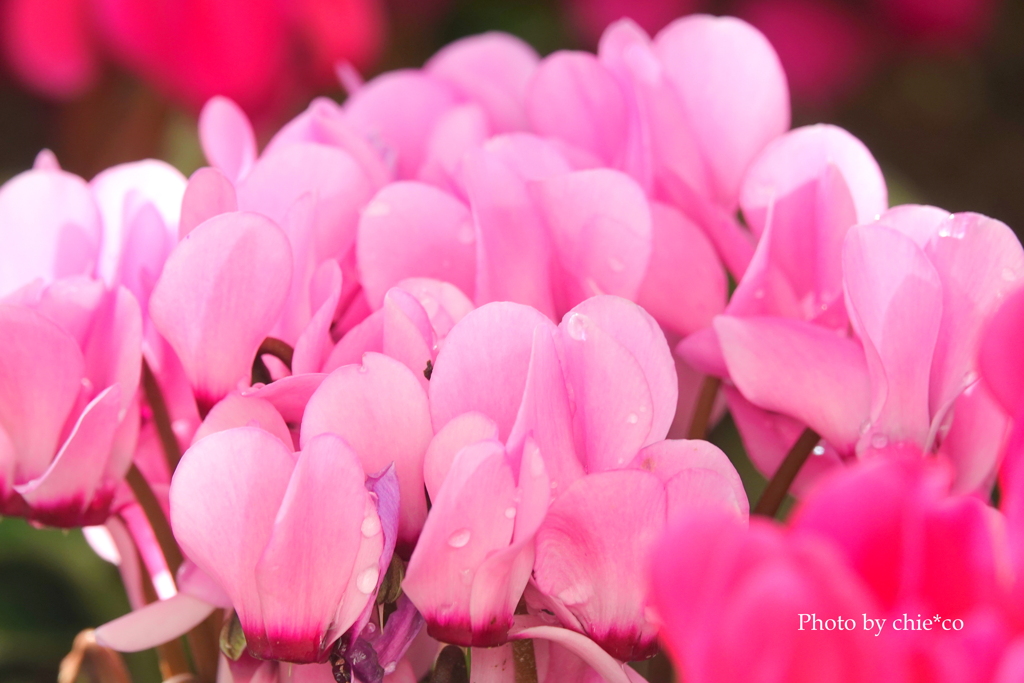 ガーデンシクラメン-007