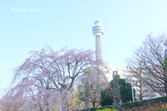 山下公園のしだれ桜-006