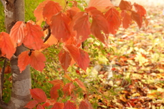 紅葉の河口湖畔-006