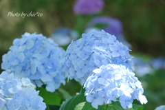 イタリア山庭園-170