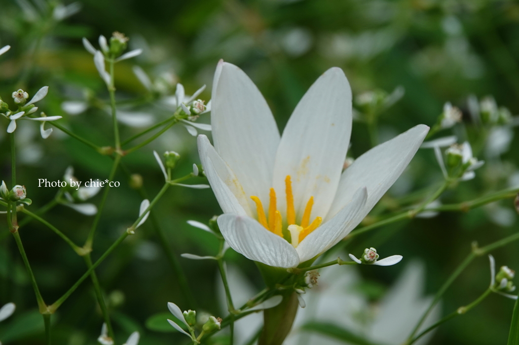 山手イタリア山庭園-044