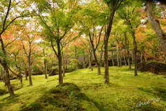 箱根美術館庭園-179