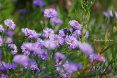 山手イタリア山庭園-185