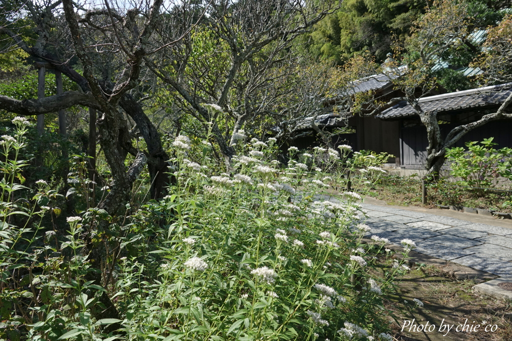 東慶寺-070