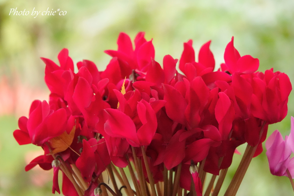 鎌倉一条恵観山荘-222
