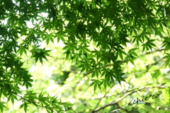 鎌倉-633