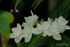 瀬戸神社～山あじさい-420