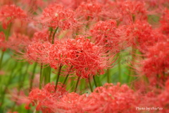 巾着田曼殊沙華公園-002