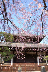 しだれ桜が彩る・・鎌倉本覚寺 1