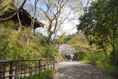 鎌倉～桜の季節-266
