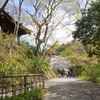 鎌倉～桜の季節-266