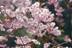 鎌倉-509