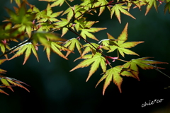 鎌倉-497
