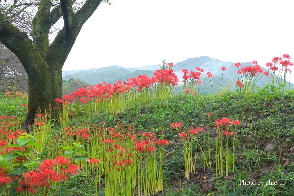 巾着田曼殊沙華公園-015