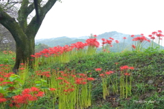 巾着田曼殊沙華公園-015