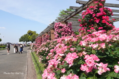 山下公園-117