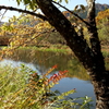 箱根湿生花園-260