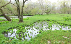 箱根湿生花園-213