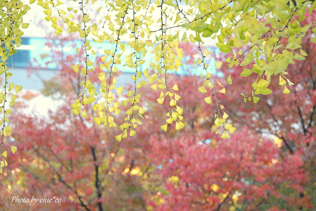 横浜公園～山下公園さんぽ-105