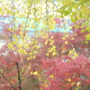 横浜公園～山下公園さんぽ-105