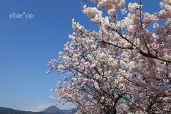 春めき桜-137