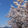 春めき桜-137